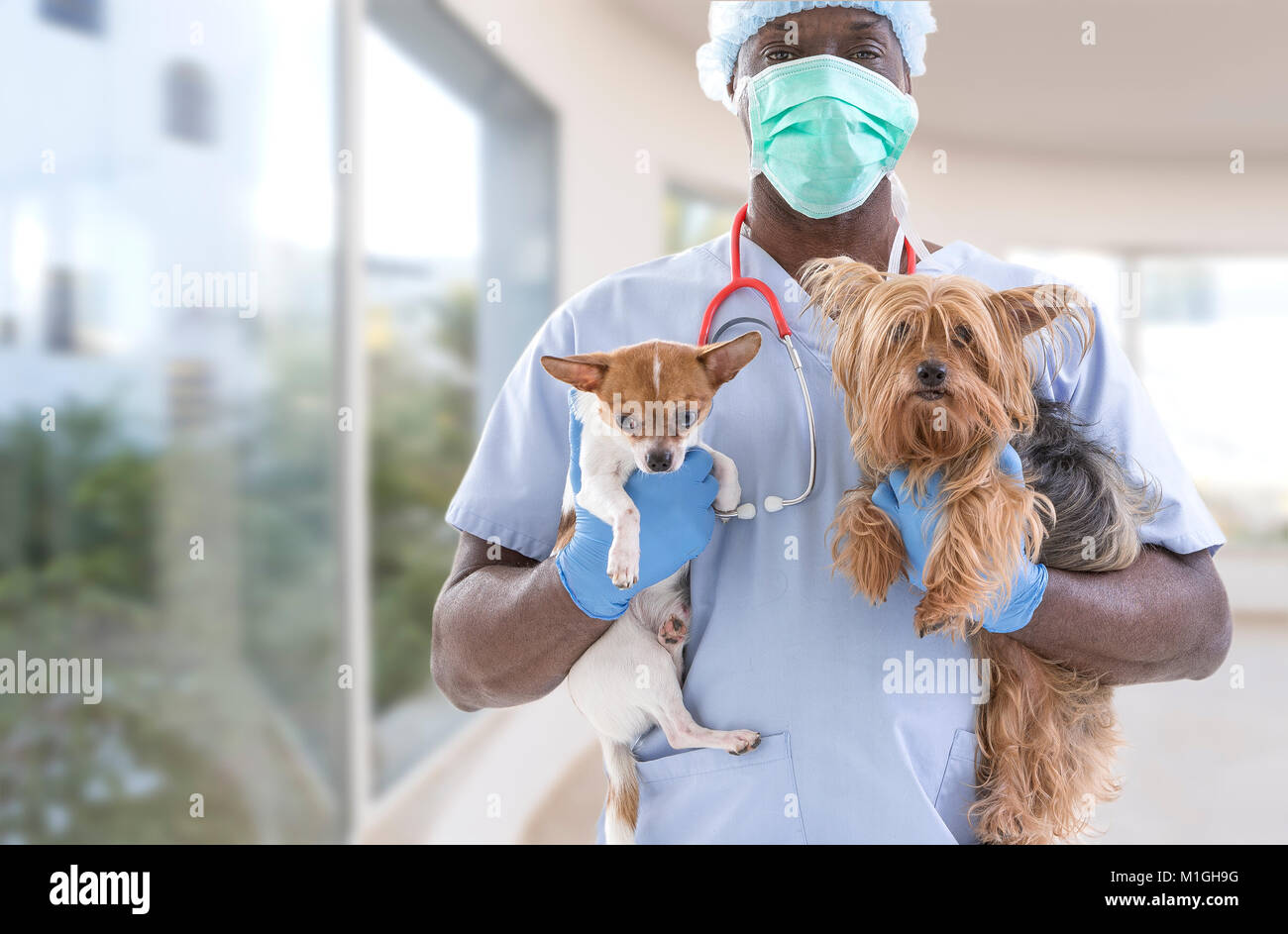 Veterinarian and cute pets on a luxery pet hospital background Stock Photo