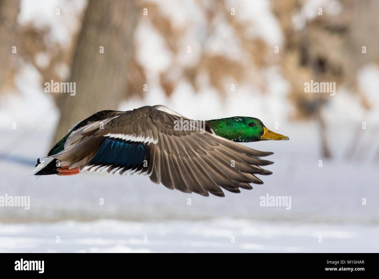 Mallard drake landing in canadian winter Stock Photo