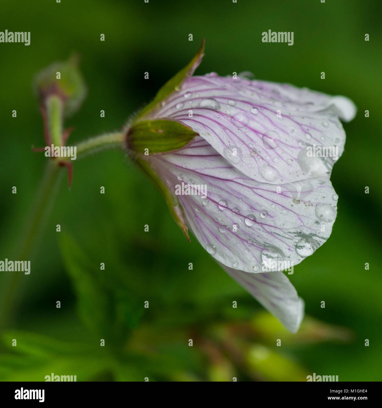 A macro shot of a wild geranium flower bud. Stock Photo