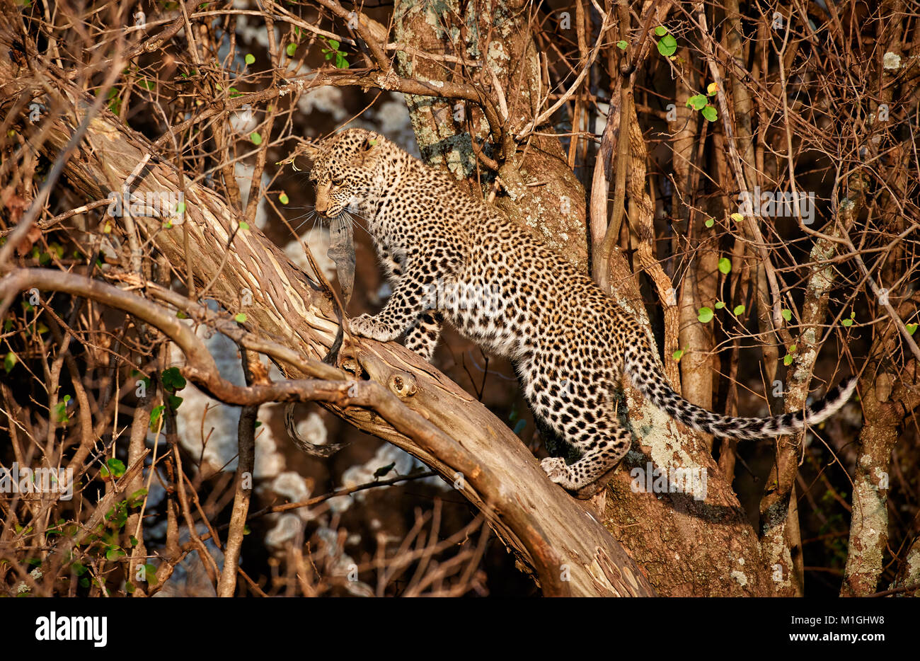 junger spielender Leopard, Panthera pardus, im Serengeti Nationalpark, UNESCO Weltnaturerbe, Tansania, Afrika |leopard cub playing, Panthera pardus, i Stock Photo