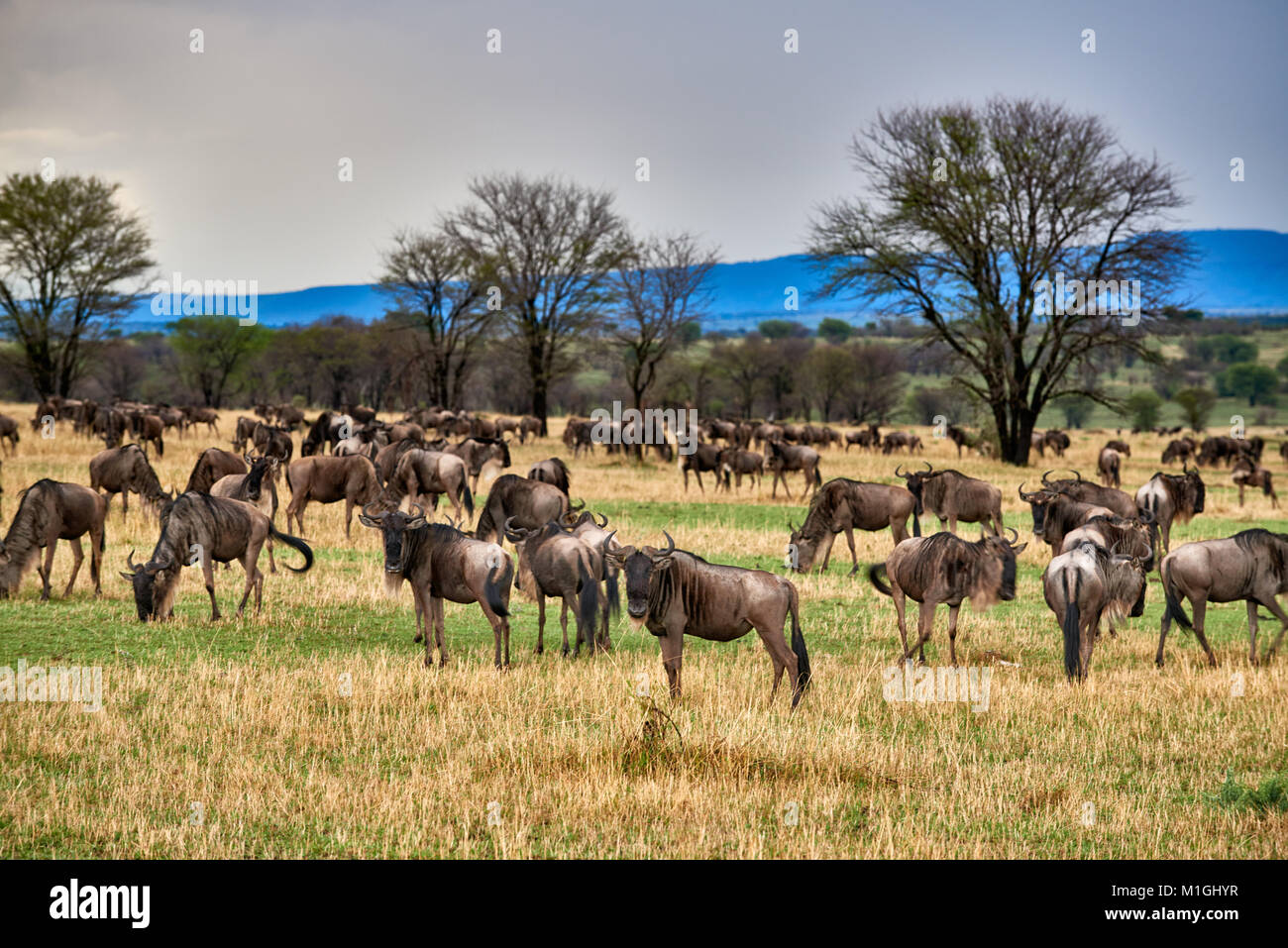 landscape in Serengeti National Park with blue wilderbeests, UNESCO world heritage site, Tanzania, Africa Stock Photo