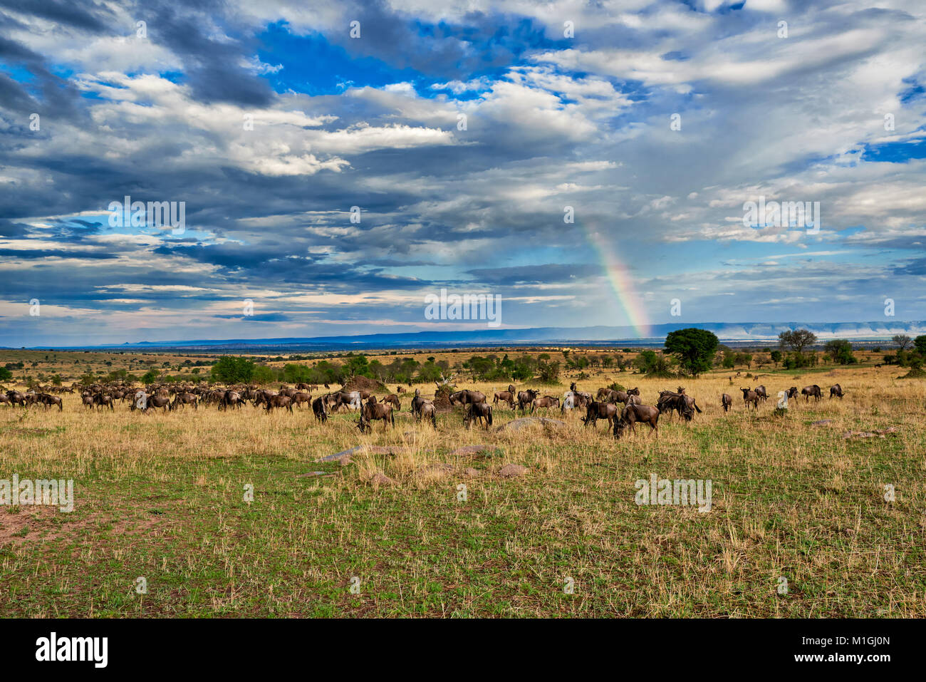 rainbow and wildebeest, landscape in Serengeti National Park, UNESCO world heritage site, Tanzania, Africa Stock Photo