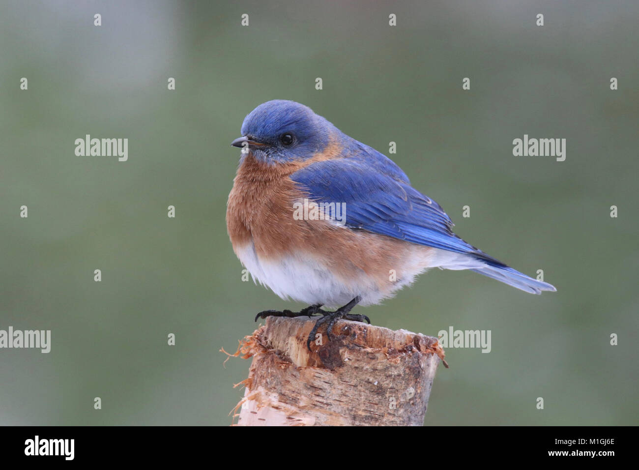 A male eastern bluebird Sialia sails perching on a branch in winter. Stock Photo