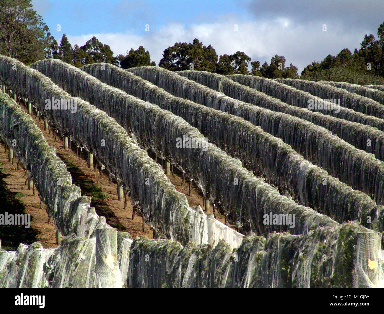Factory, chimney, smoke, steam Stock Photo - Alamy