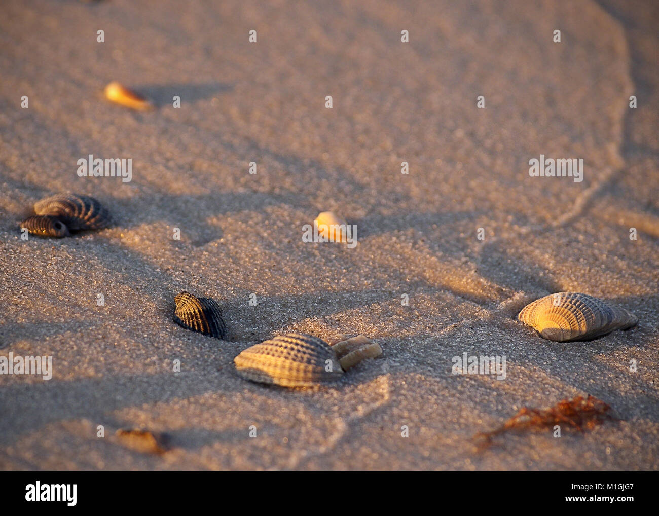 Gulf of mexico seashells hi-res stock photography and images - Alamy