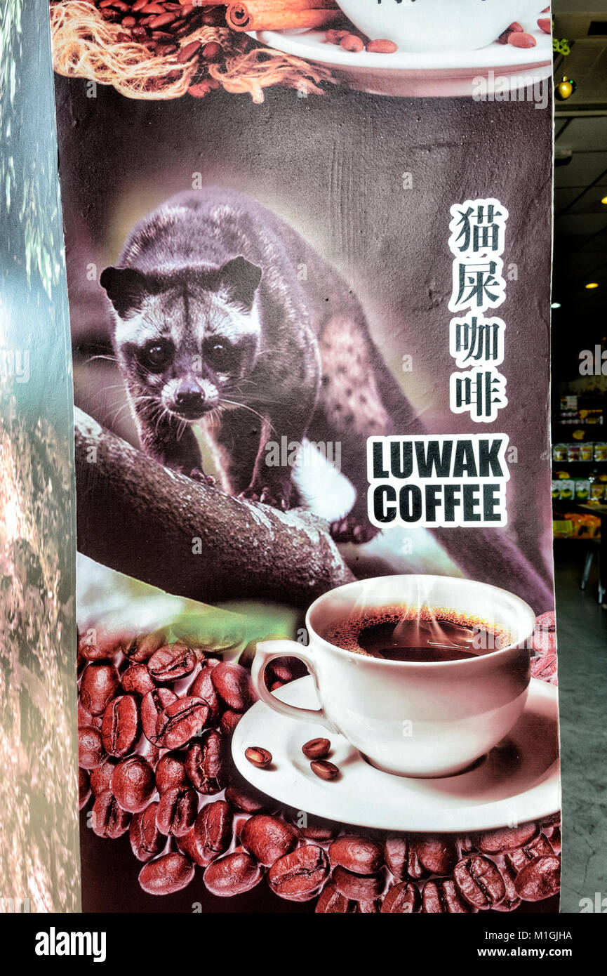 Civet Coffee All About Kopi Luwak Coffee And The Cat That Poops It Out