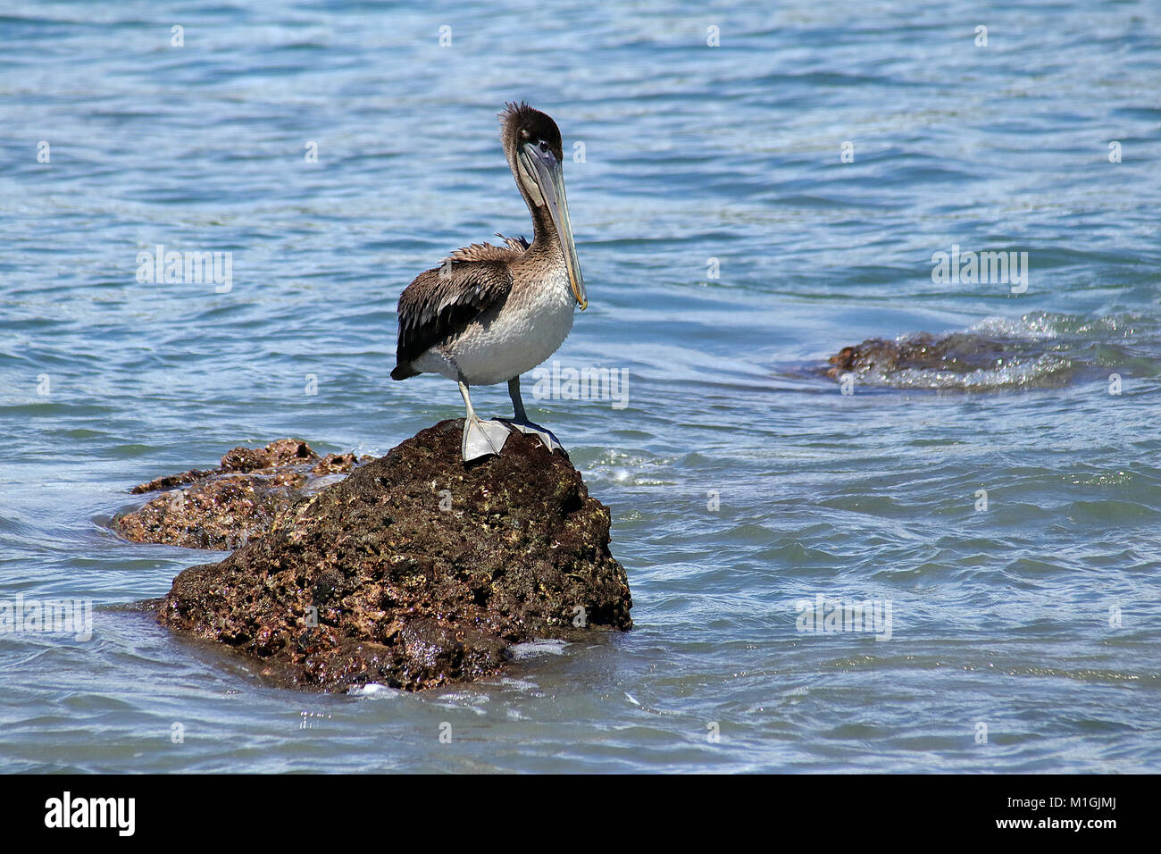 Brown Pelican (Pelicanus occidentalis) sitting on a rock in the ocean in the Manuel Antonio National Park in Puntarenas Province, Costa Rica. Stock Photo