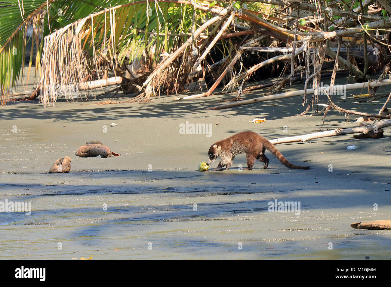 White nosed Coatimundi (Nasua narica) eating a coconut on a deserted beach in the Corcovado National Park in Southern Costa Rica Stock Photo