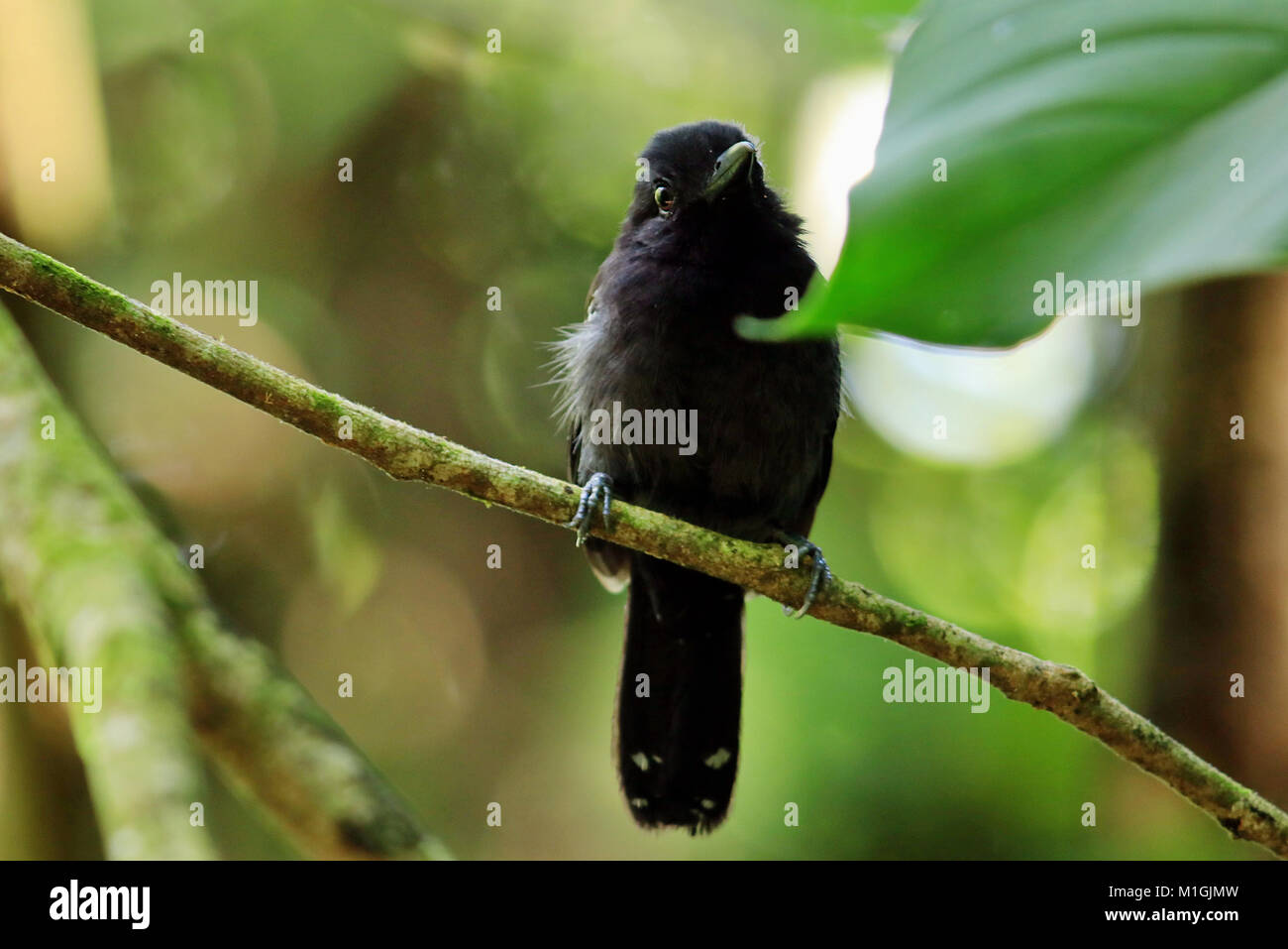 Black Hooded Antshrike (Thamnophilus bridgesi) sitting on a branch in the Corcovado National Park in Southern Costa Rica Stock Photo