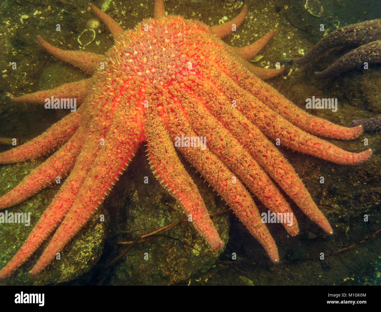 A bright orange Sunflower sea star is seen underwater, its radiating arms spread out on the sea