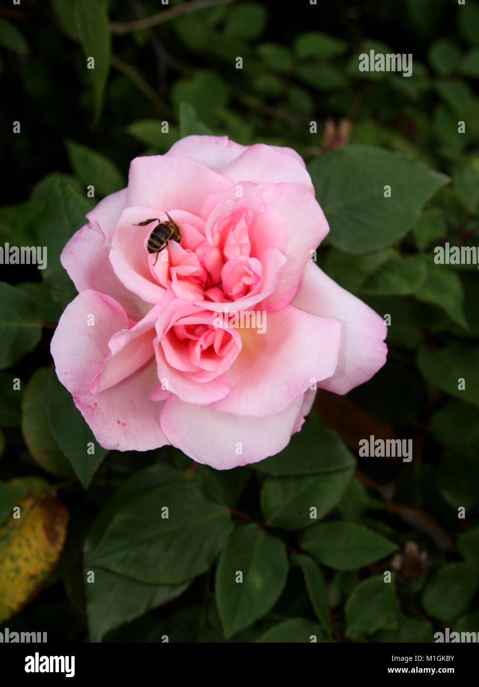 Antingue Pink double rose with bee Stock Photo