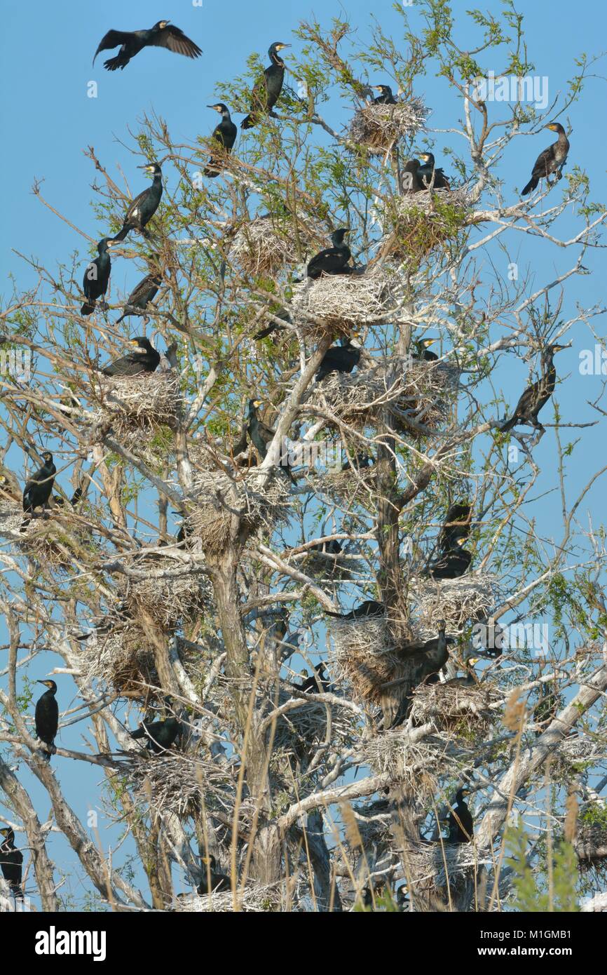Great cormorant (Phalacrocorax carbo) colony Stock Photo - Alamy