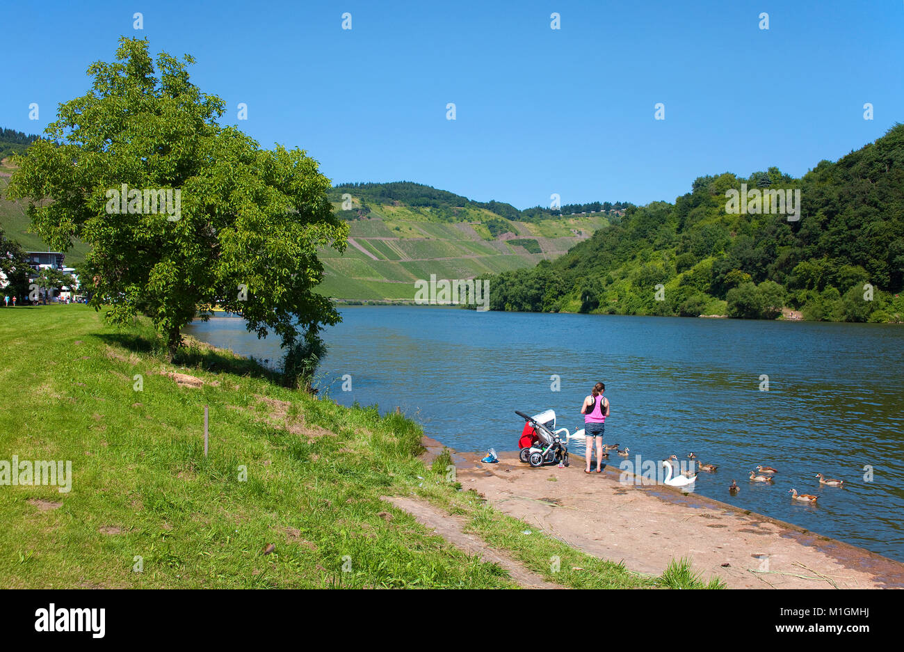 Woman feeding ducks and swans at riverside of Moselle river, Kroev Rhineland-Palatinate, Germany, Europe Stock Photo