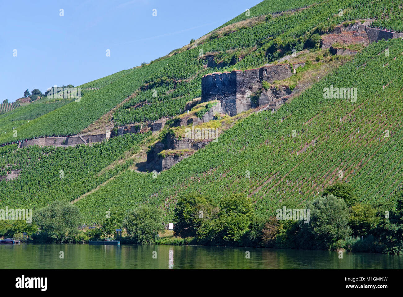 Winegrowing at riverside Zeltingen, Zeltingen-Rachtig, Moselle river, Rhineland-Palatinate, Germany, Europe Stock Photo