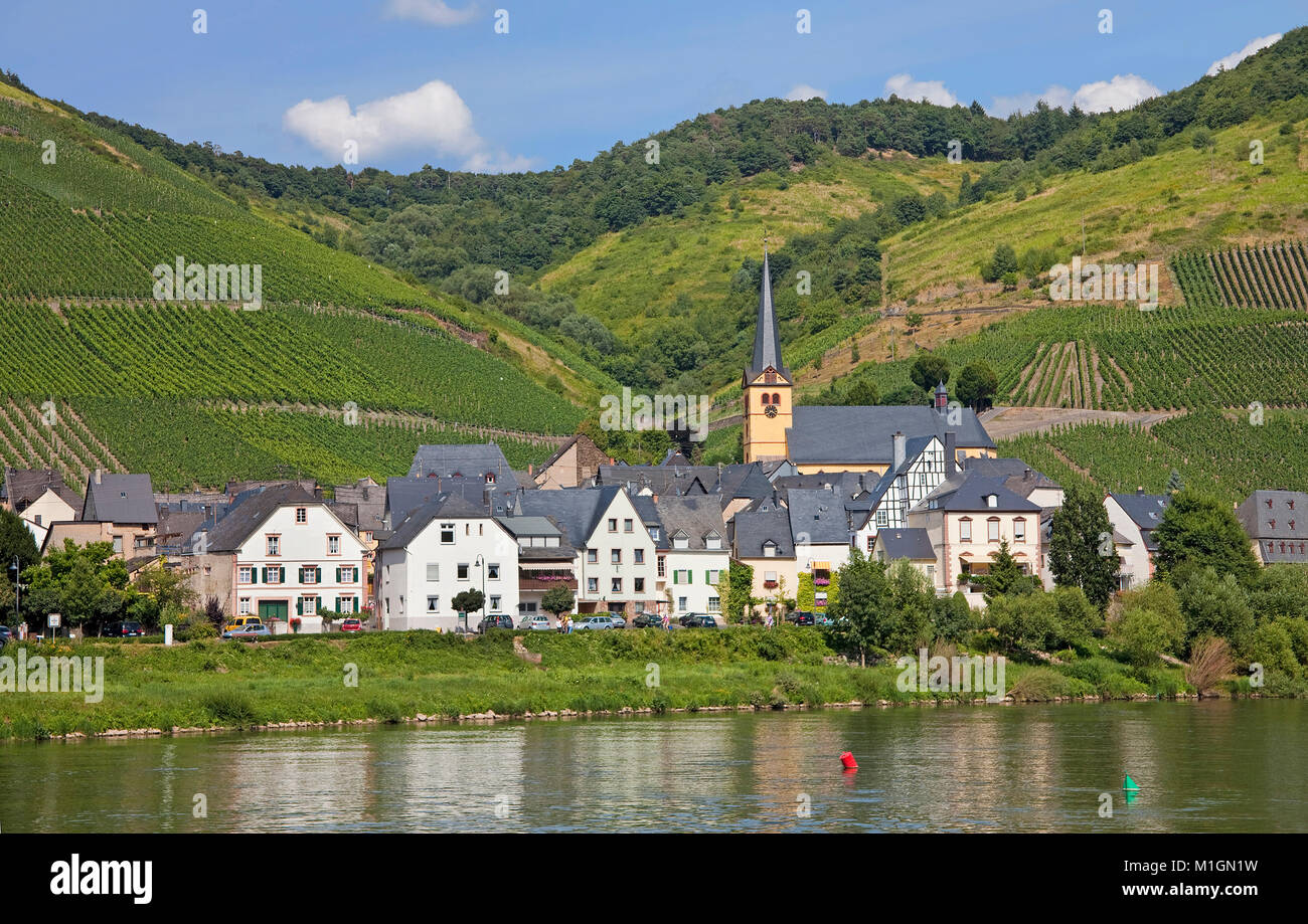 Wine village Zeltingen with church Saint Stephanus, Zeltingen-Rachtig,  Moselle river, Rhineland-Palatinate, Germany, Europe Stock Photo - Alamy
