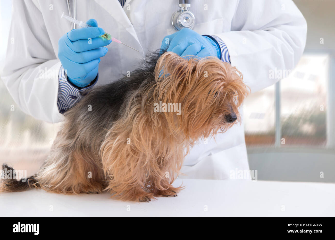 Doctor giving injection to dog hires stock photography and images Alamy
