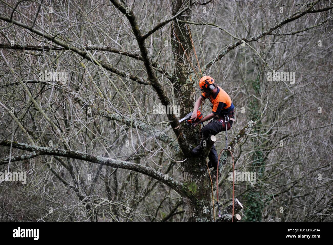 Man working in protective safety clothing, climbing a tree and performing aerial chainsaw work, delimbing, pruning, sectioning the tree, Wales, UK Stock Photo