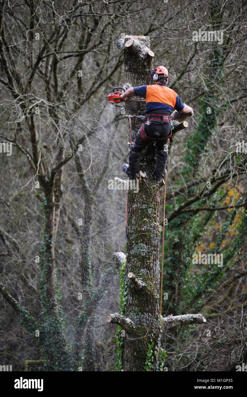 Man working in protective safety clothing, climbing a tree and performing aerial chainsaw work, delimbing, pruning, sectioning the tree, Wales, UK Stock Photo