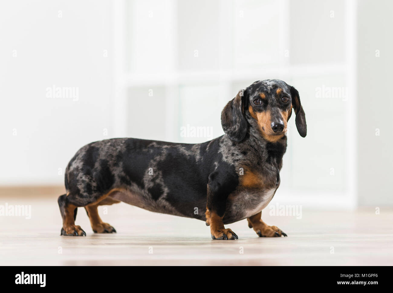 Adult sausage dog hotsell