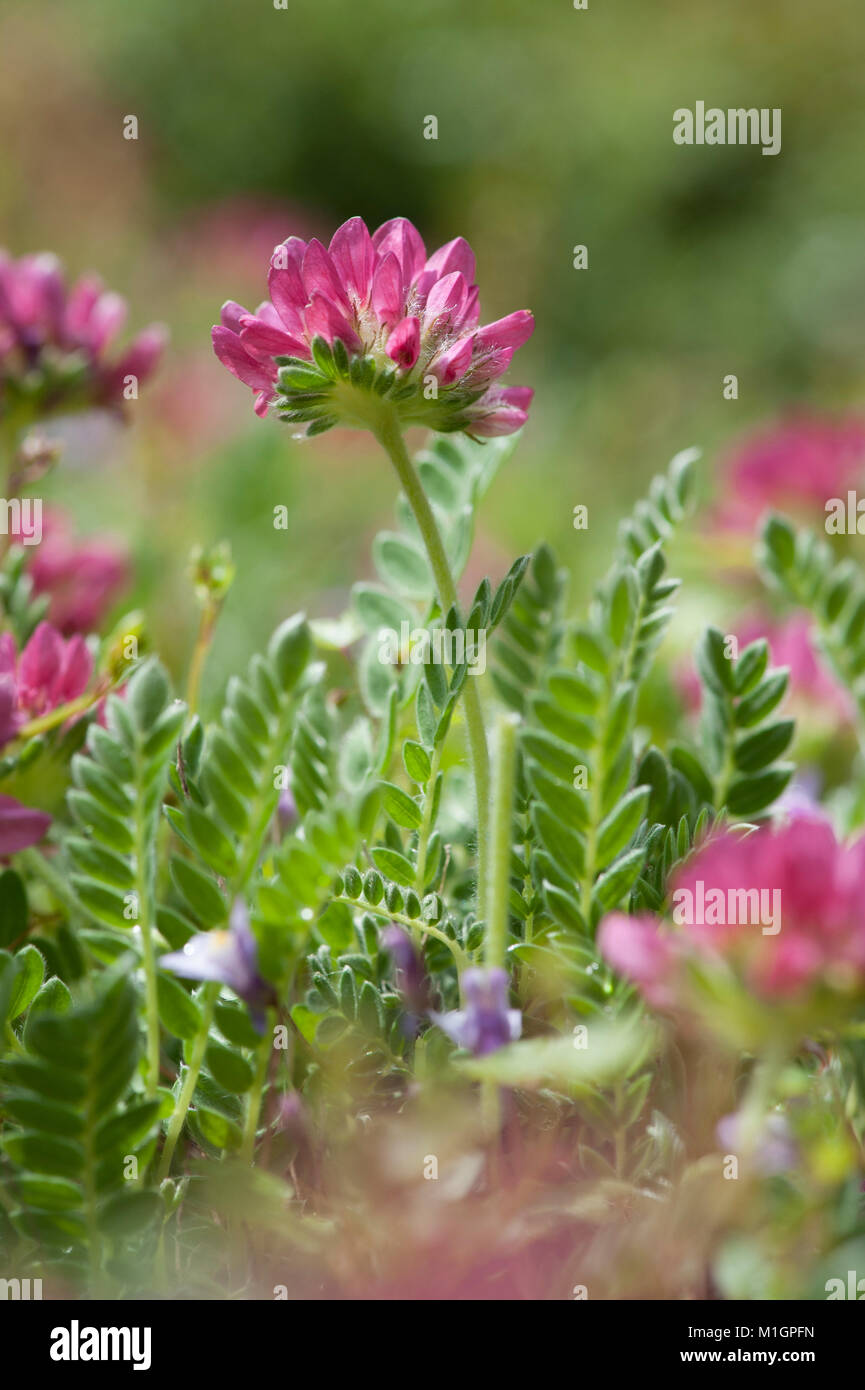 Anthyllis montana,Berg-Wundklee,Mountain vetch Stock Photo