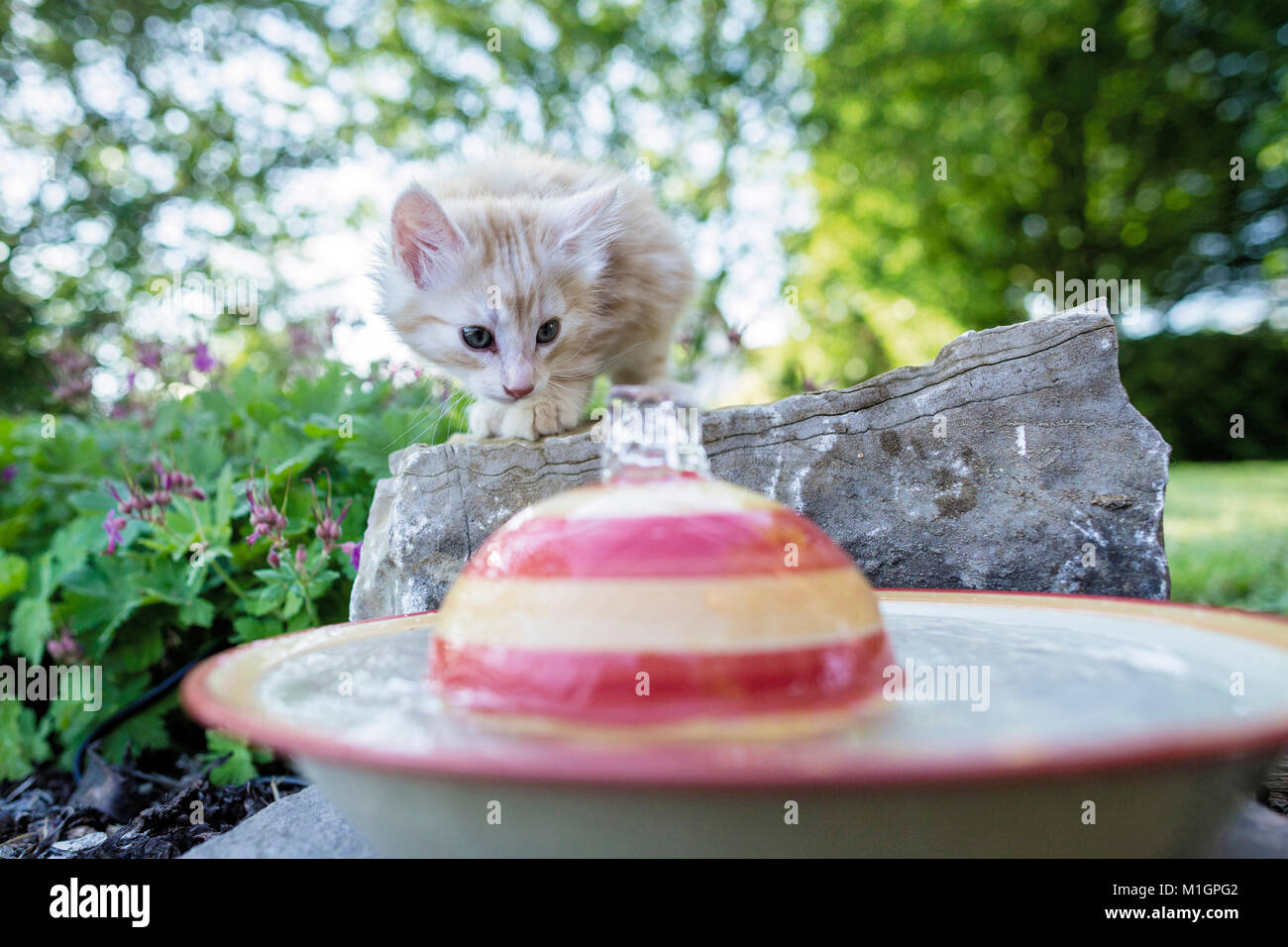 Norwegian Forest Cat. Kitten exploring a fountain in a garden. Germany. Restriction: Not for guidebooks for pet care until 9/2018 Stock Photo