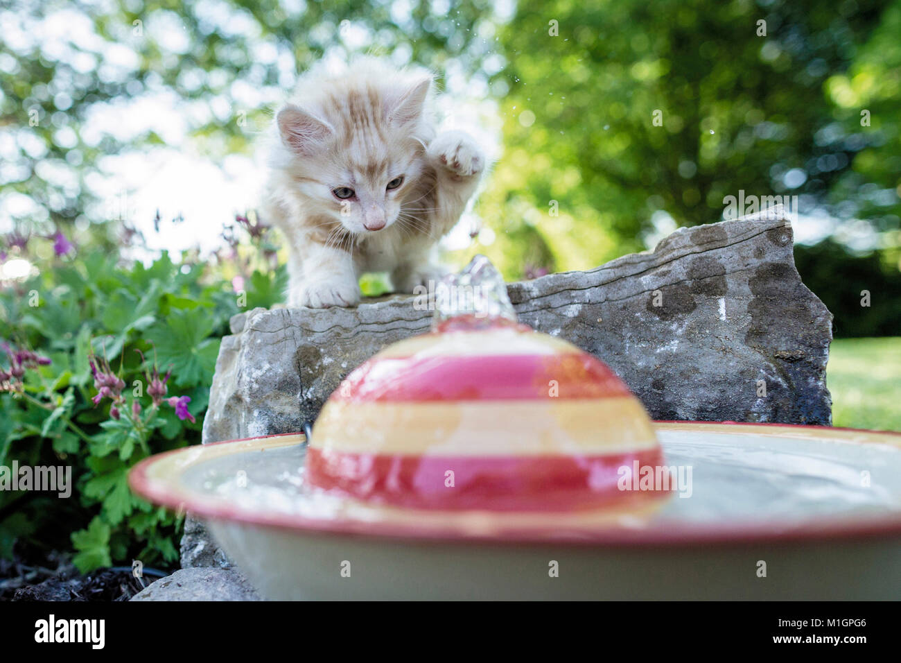 petstock water fountain
