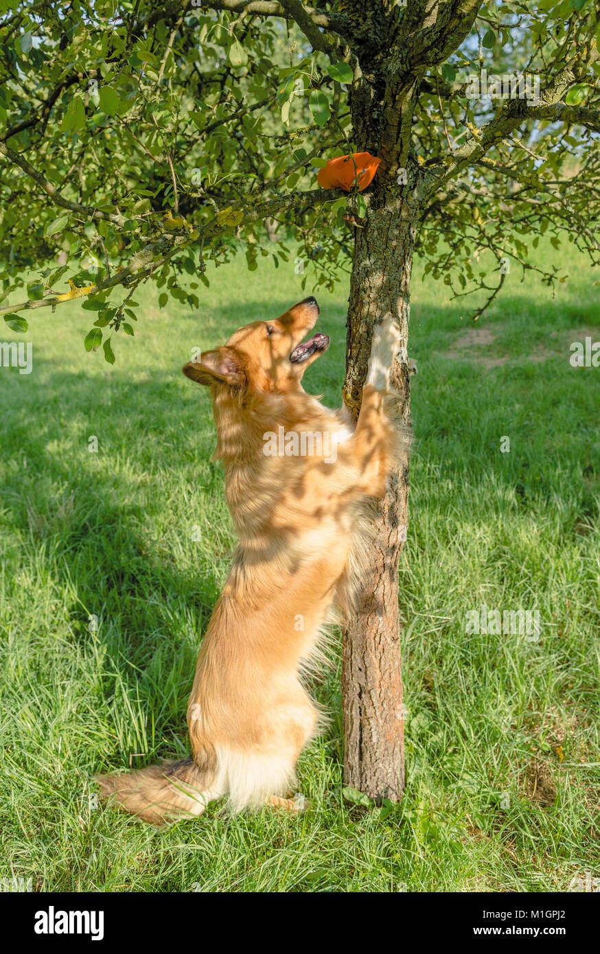 Mixed-breed dog standing upright against a tree in order to get a dummy. Germany Stock Photo