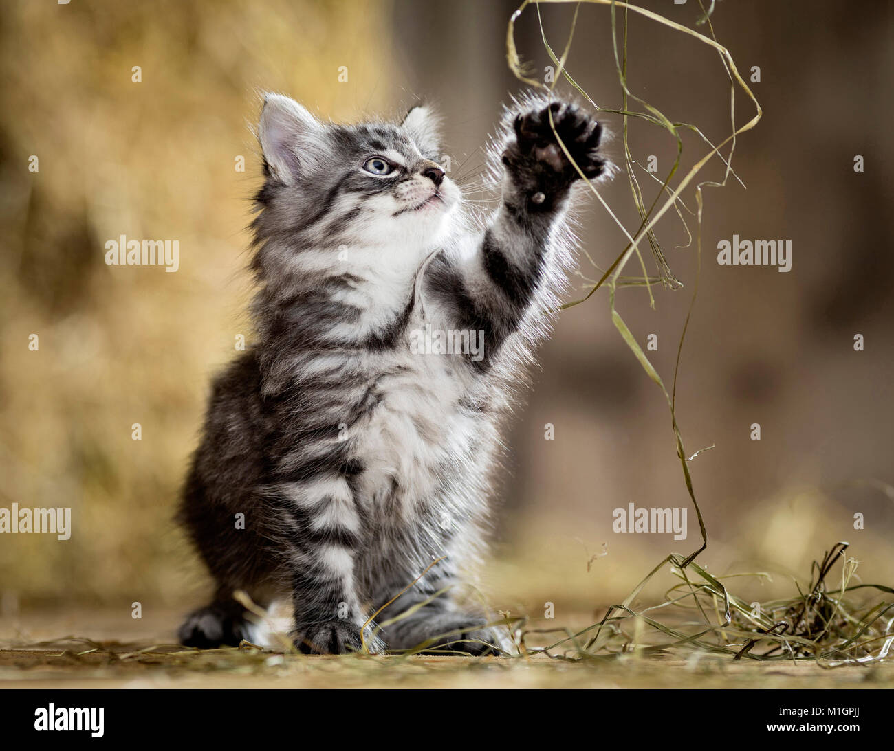 https://c8.alamy.com/comp/M1GPJJ/norwegian-forest-cat-kitten-in-a-barn-playing-with-straw-germany-M1GPJJ.jpg