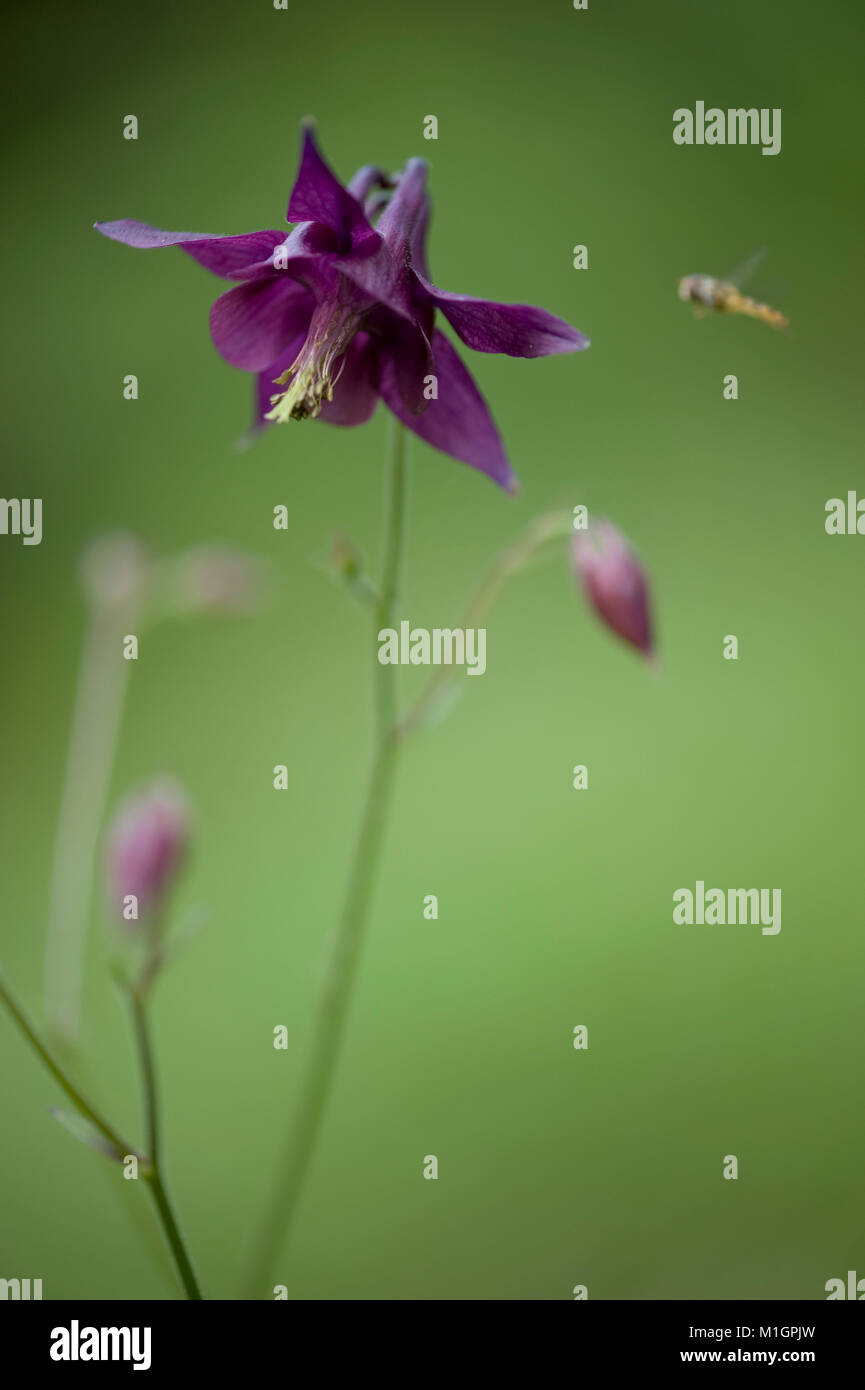 SEEDS 50 Ex. Austria Aquilegia atrata /'Dark Columbine/'