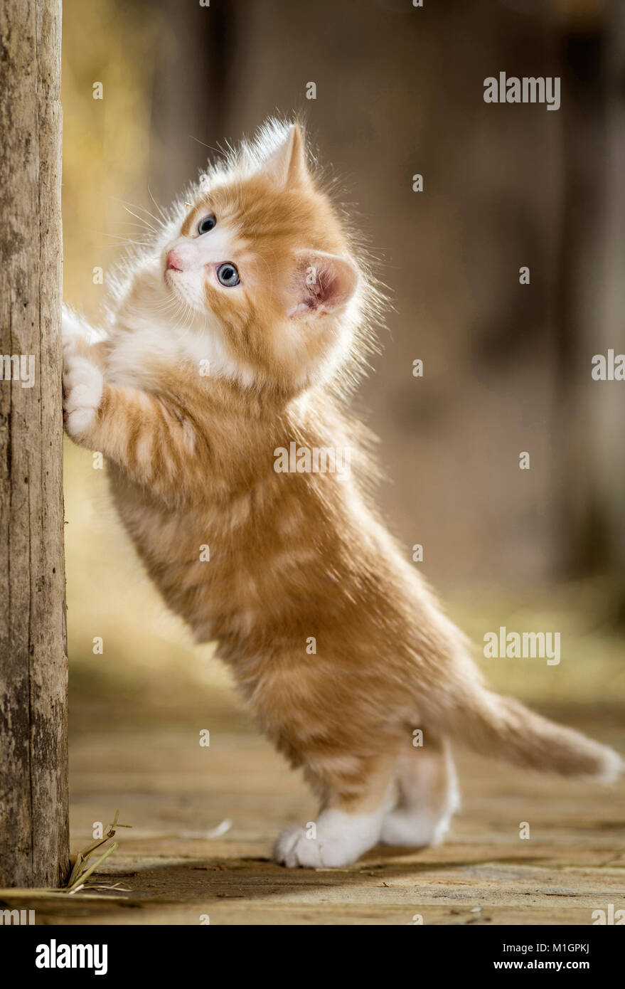 Norwegian Forest Cat. Kitten in a barn, standing upright at a wooden beam. Germany Stock Photo