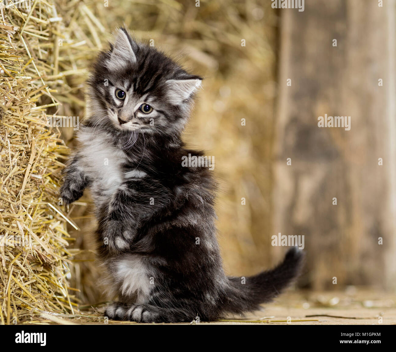 Haunches High Resolution Stock Photography and Images Alamy