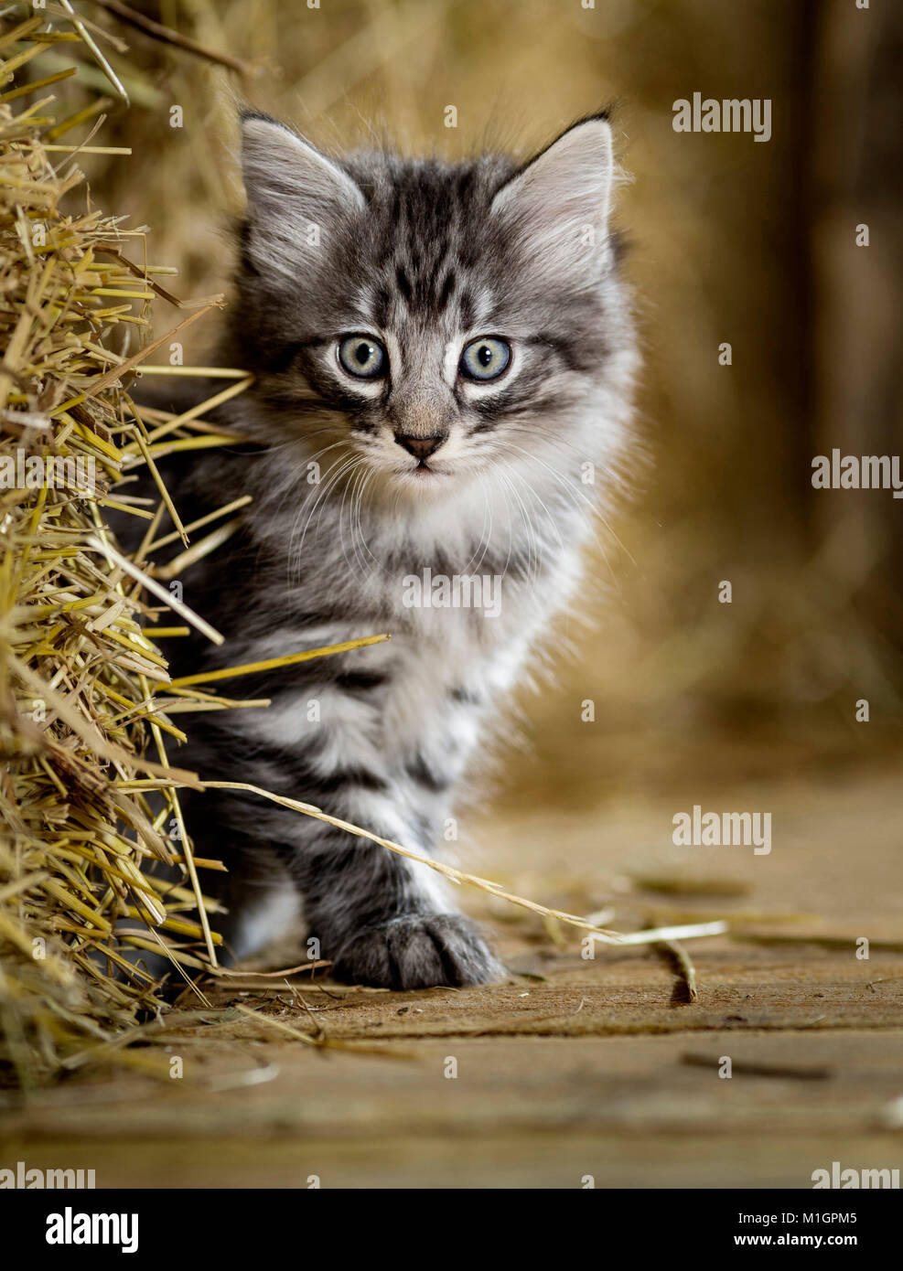 Norwegian Forest Cat. Kitten looking out from behind a bale of straw in a barn. Germany Stock Photo
