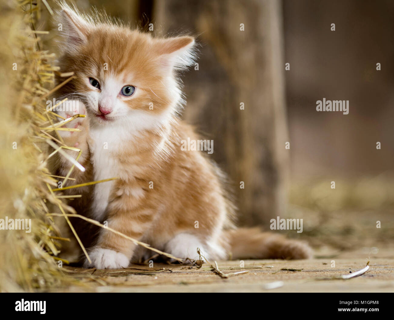 https://c8.alamy.com/comp/M1GPM8/norwegian-forest-cat-kitten-in-a-barn-playing-with-straw-germany-M1GPM8.jpg