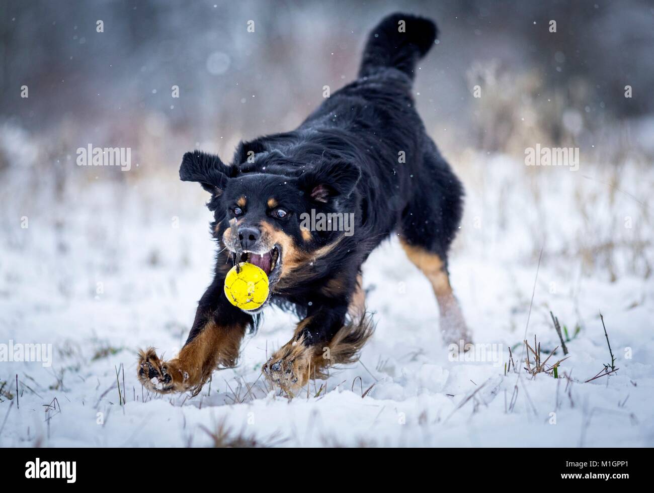 Hovawart. Adult dog chasing a ball on a snowy pasture. Germany.. Stock Photo