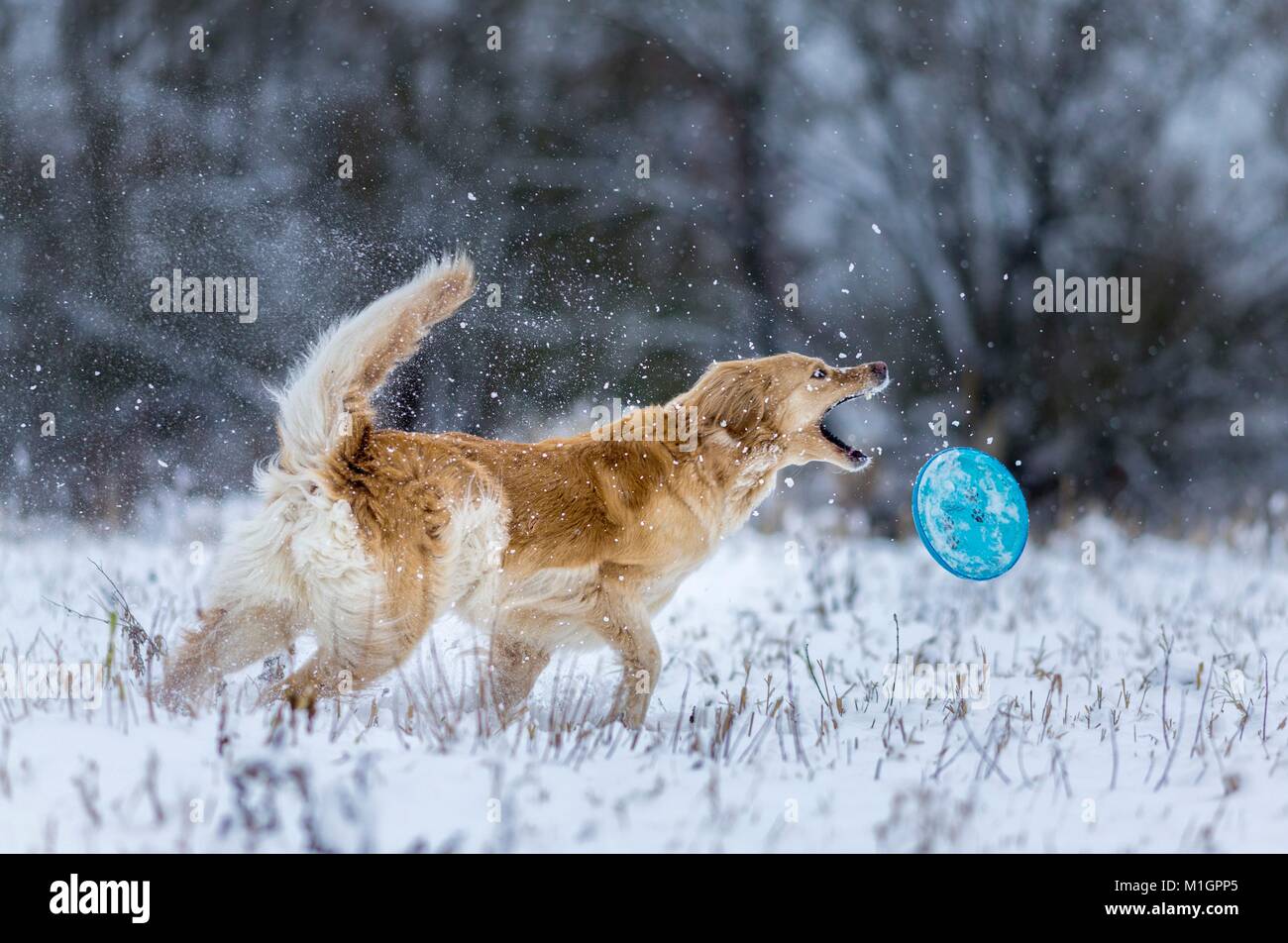 Hovawart. Adult dog playing on a snowy pasture with a flying disc. Germany.. Stock Photo