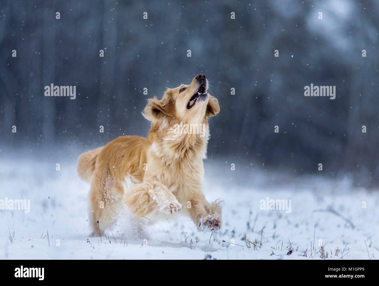 Hovawart. Adult dog playing on a snowy pasture with a flying disc. Germany.. Stock Photo