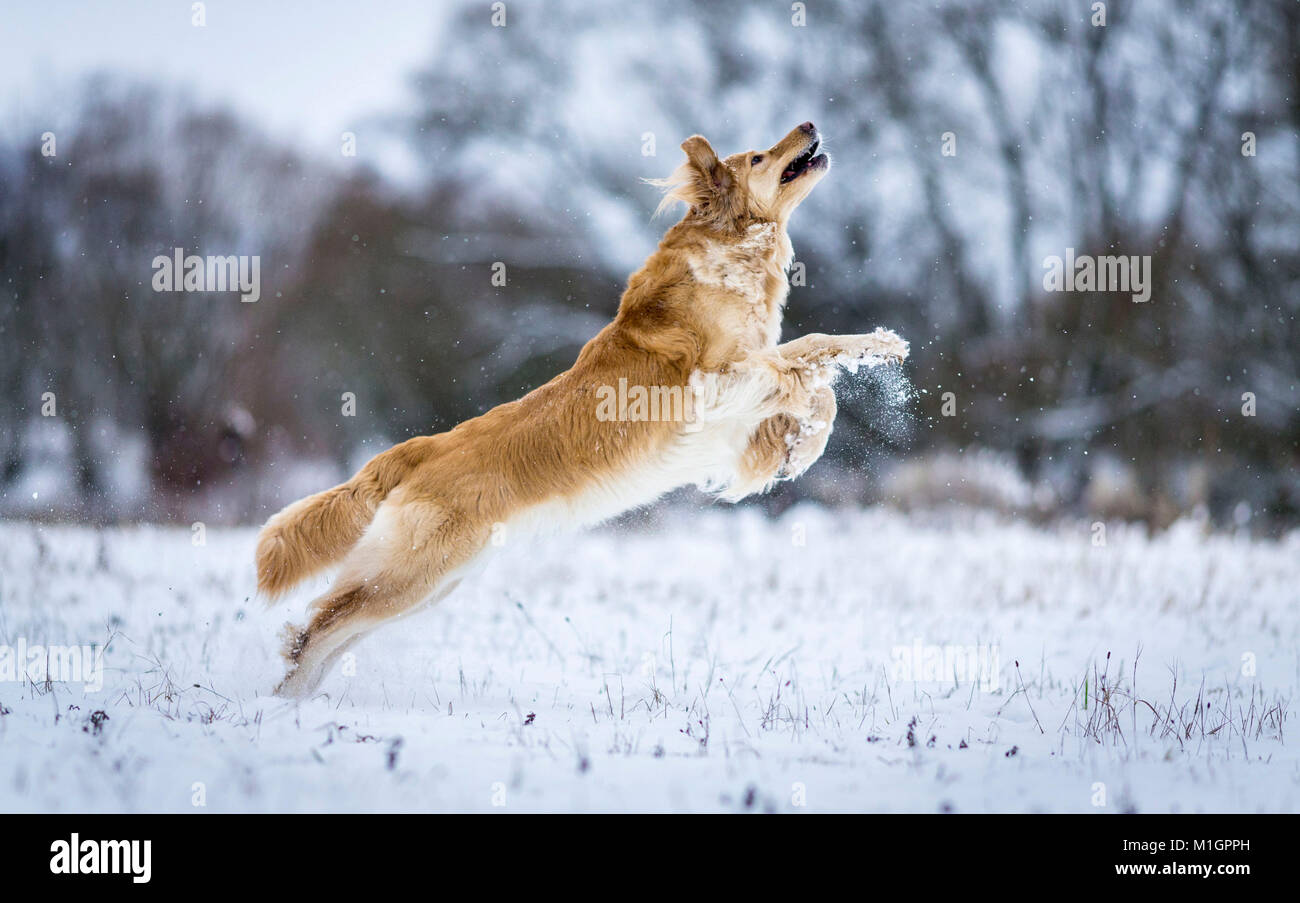 Hovawart. Adult dog on a snowy pasture, jumping in order to catch a flying disc. Germany.. Stock Photo