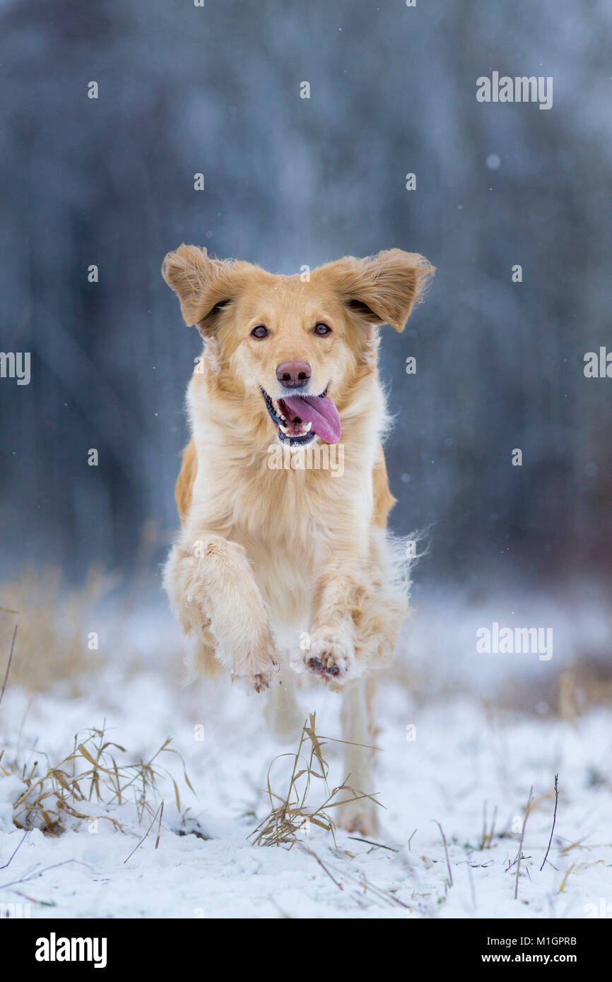 Hovawart. Adult dog running on a snowy pasture. Germany. Stock Photo