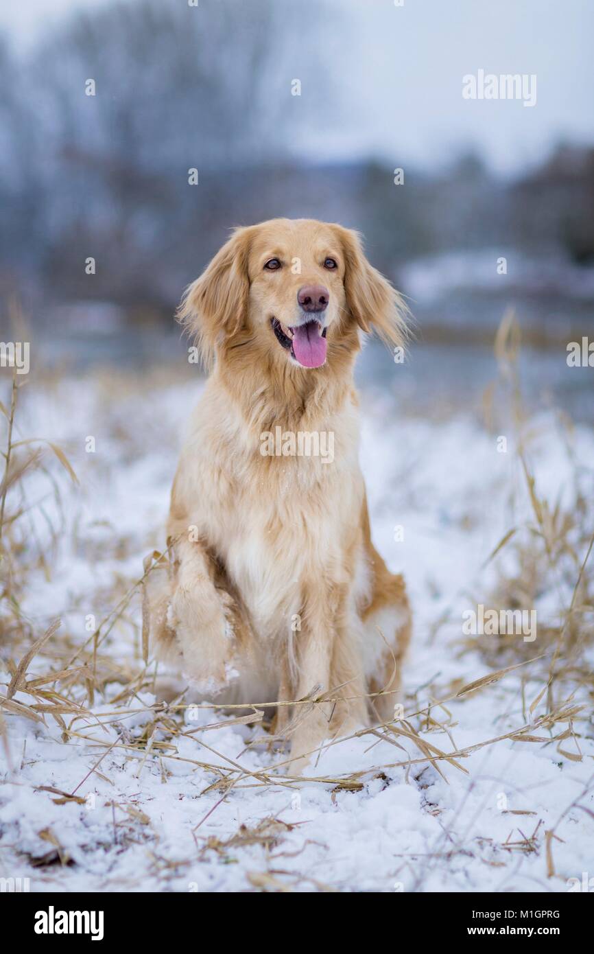 Hovawart. Adult dog sitting on a snowy pasture, with front paw raised. Germany ... Stock Photo