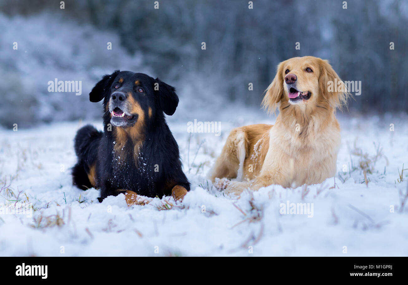Hovawart. Pair of adults dog lying on a snowy pasture. Germany .. Stock Photo
