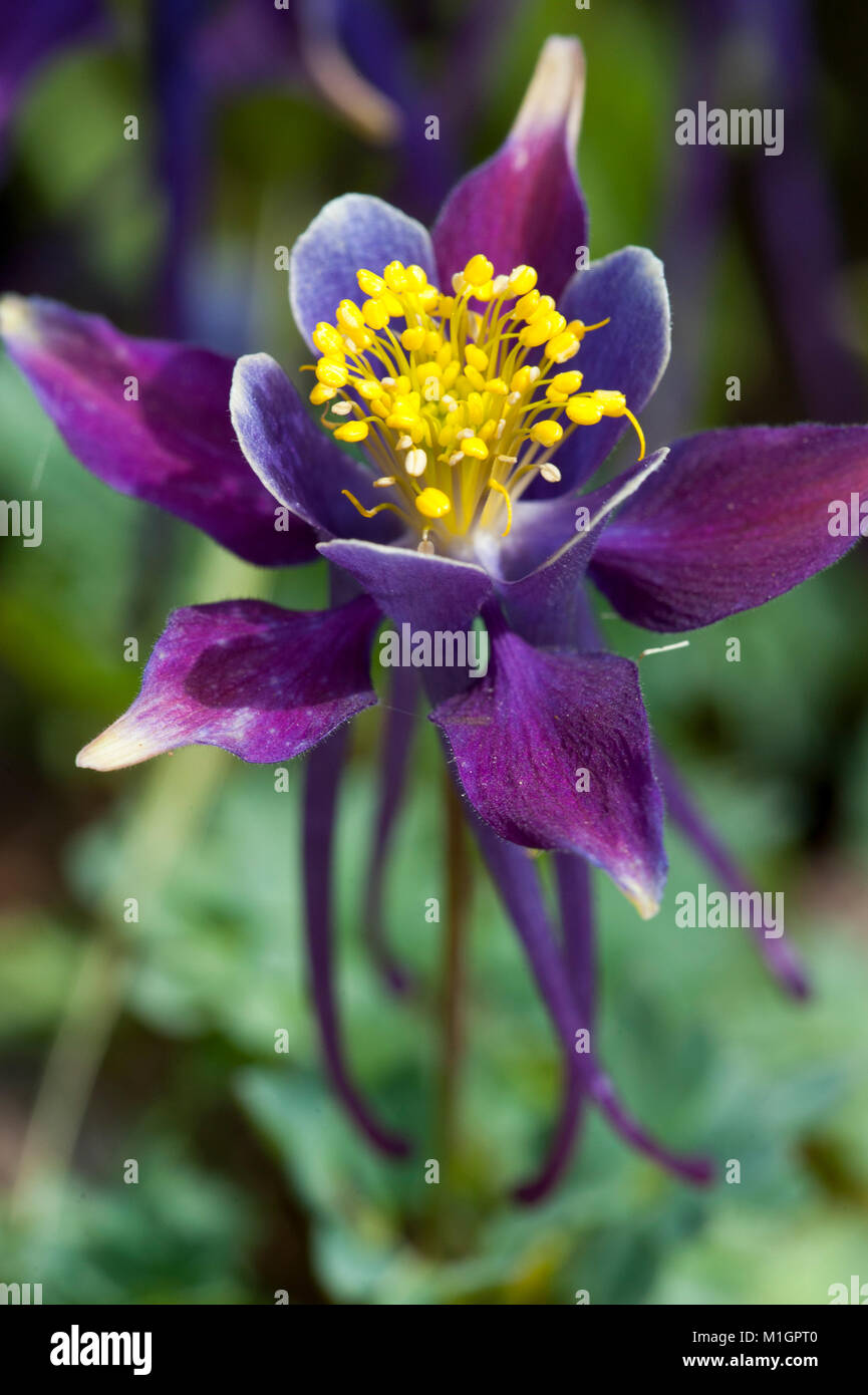 Aquilegia scopulorum,Utah-Akelei,Utah columbine Stock Photo