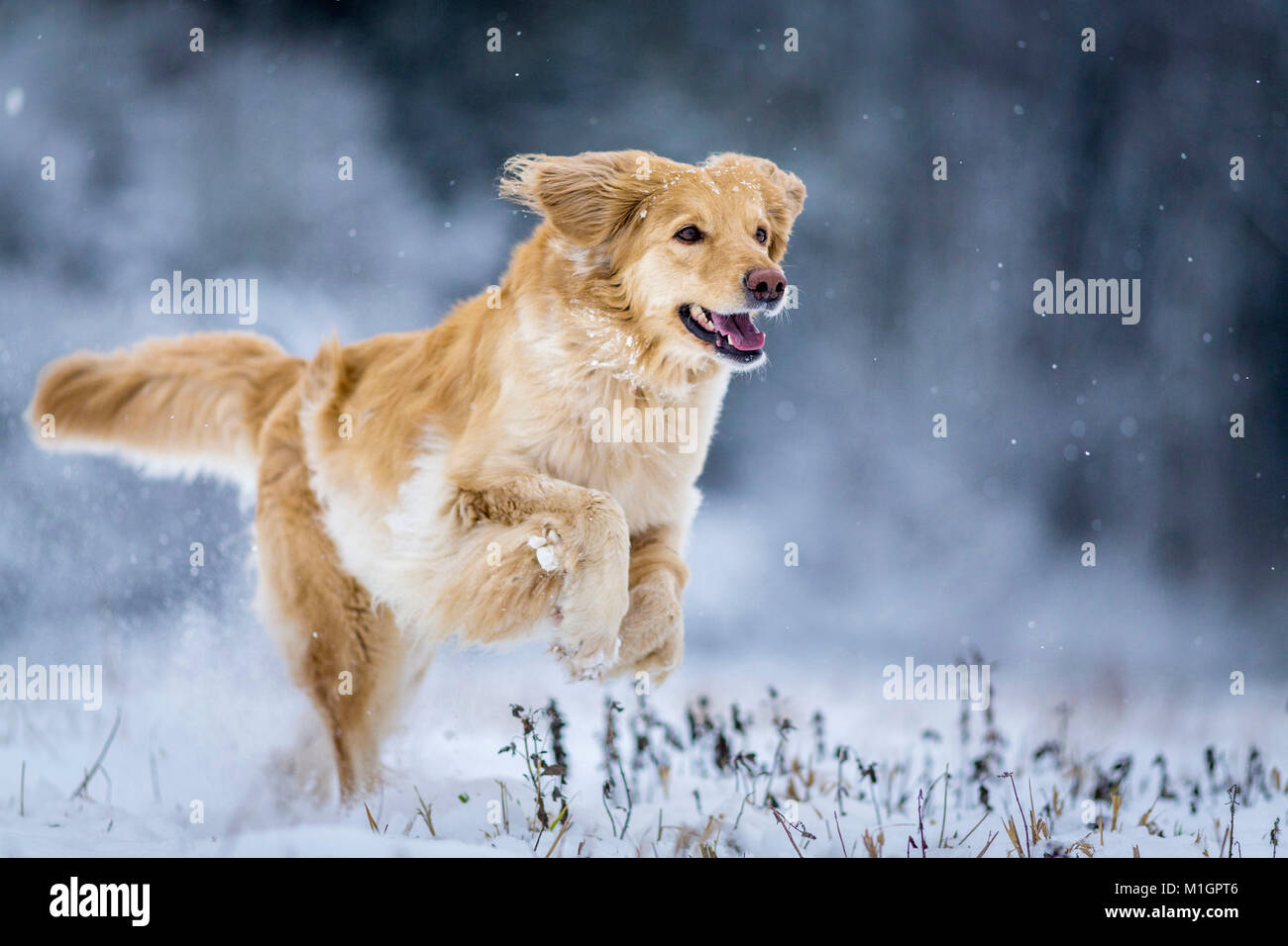 Hovawart. Adult dog running on a snowy pasture. Germany Stock Photo