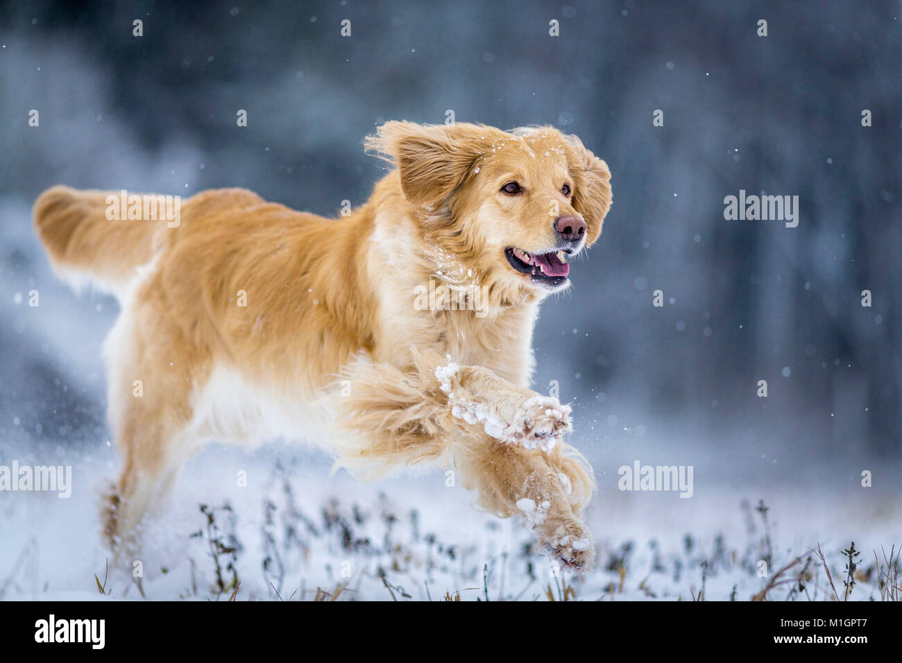 Hovawart. Adult dog running on a snowy pasture. Germany .. Stock Photo