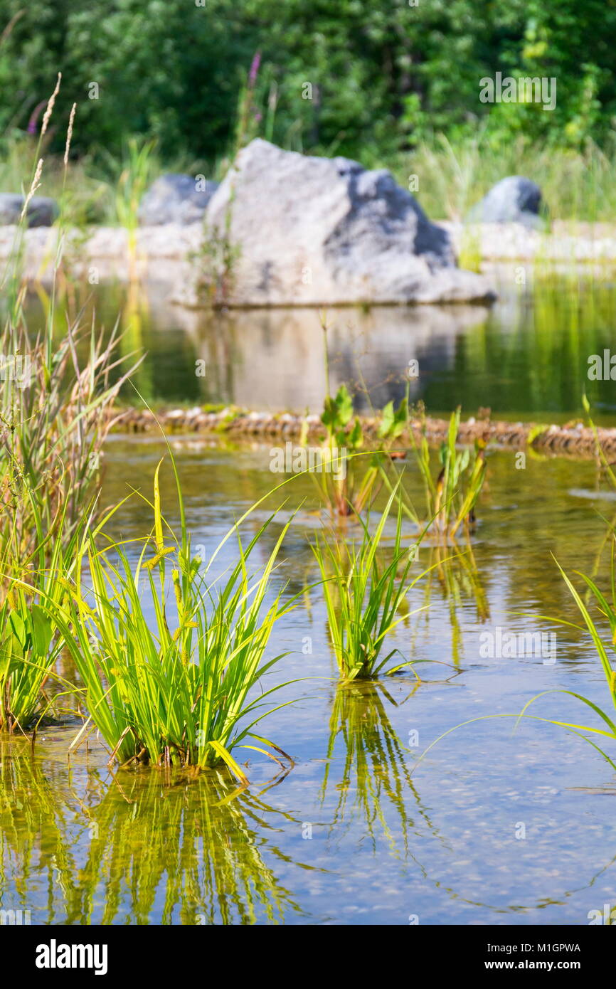 Plants used at natural swimming pond for purifying water Stock Photo
