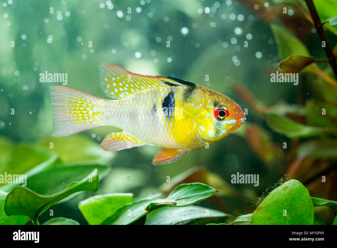 Ram Cichlid (Mikrogeophagus ramirezi) in an aquarium Stock Photo - Alamy