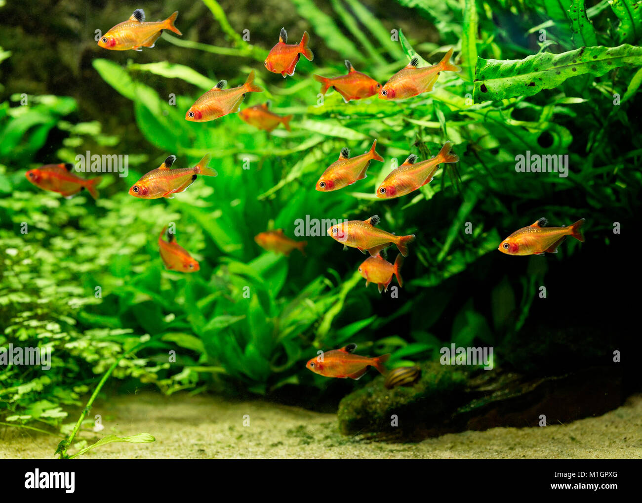 Serpae Tetra (Hyphessobrycon eques). Swarm in an aquarium Stock Photo