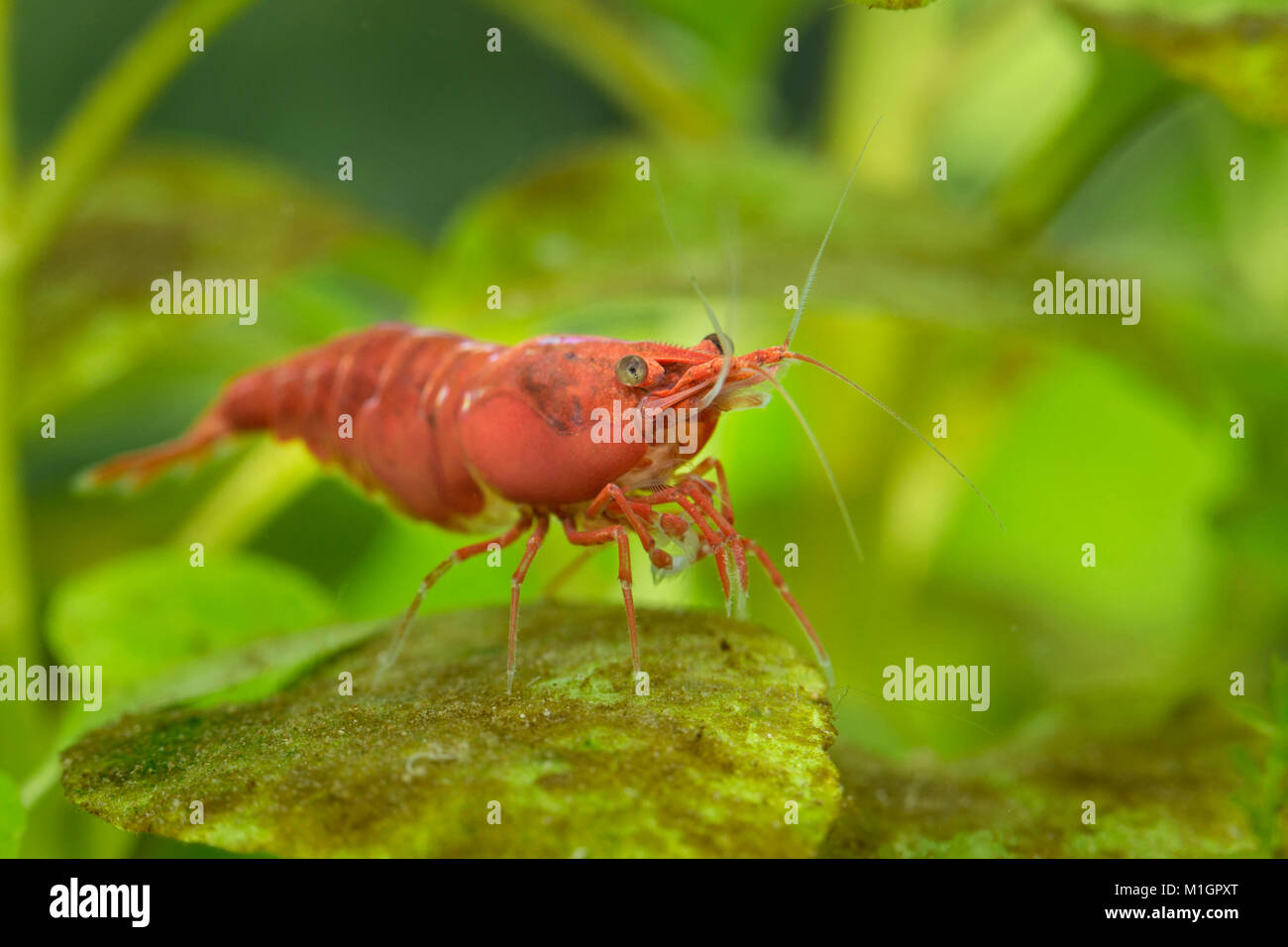 Freshwater shrimp hires stock photography and images Alamy