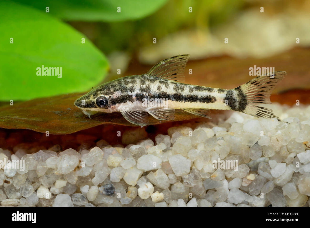 Suckermouth Catfish (Macrotocinclus) in an aquarium . Stock Photo