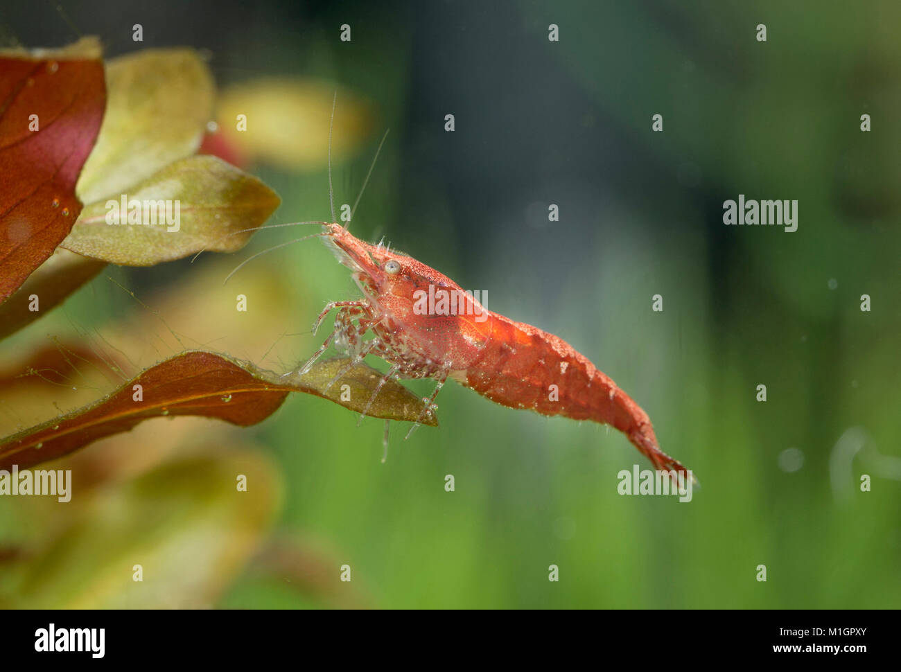 Cherry Shrimp (Neocaridina davidi var. red) in an aquarium, on aquatic plant.. Stock Photo