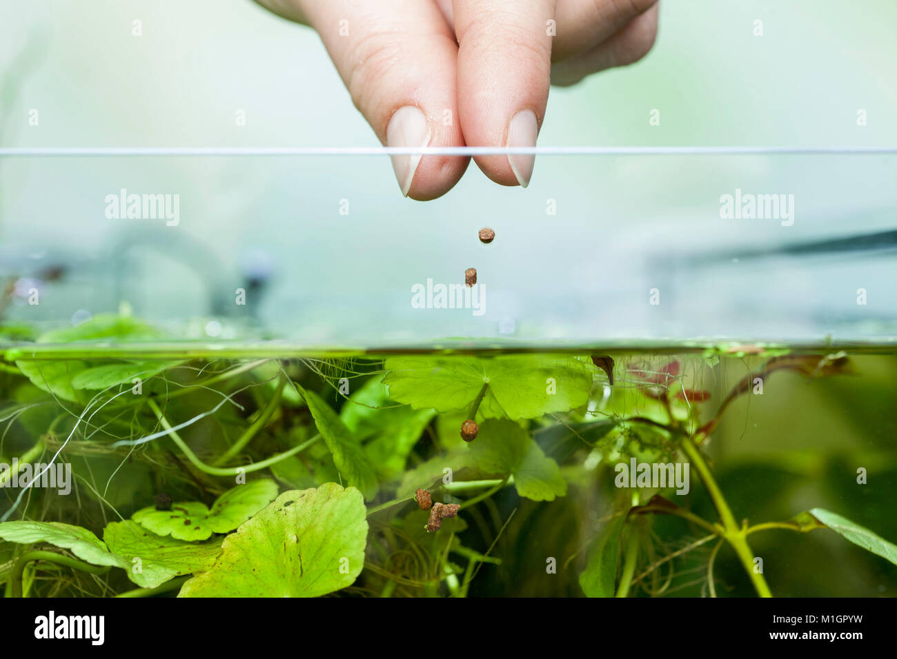 Feeding fish in a freshwater home aquarium Stock Photo Alamy